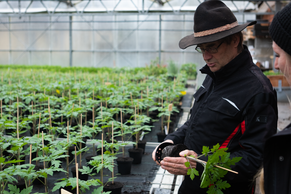 Willi zeigt den Wuchs der Tomaten