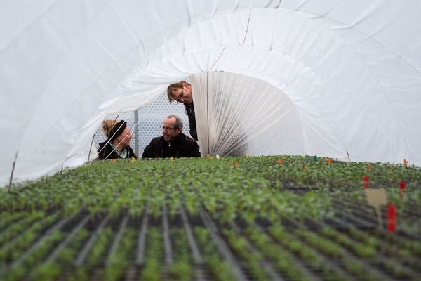 Marie, Jens und Markus am Folientunnel