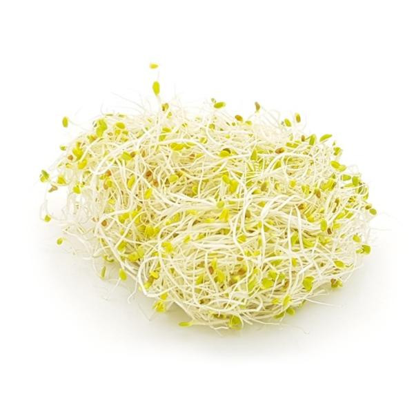 Produktfoto zu Alfalfa Vitalsprossen 100 g