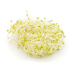 Produktfoto zu Alfalfa Vitalsprossen 100 g